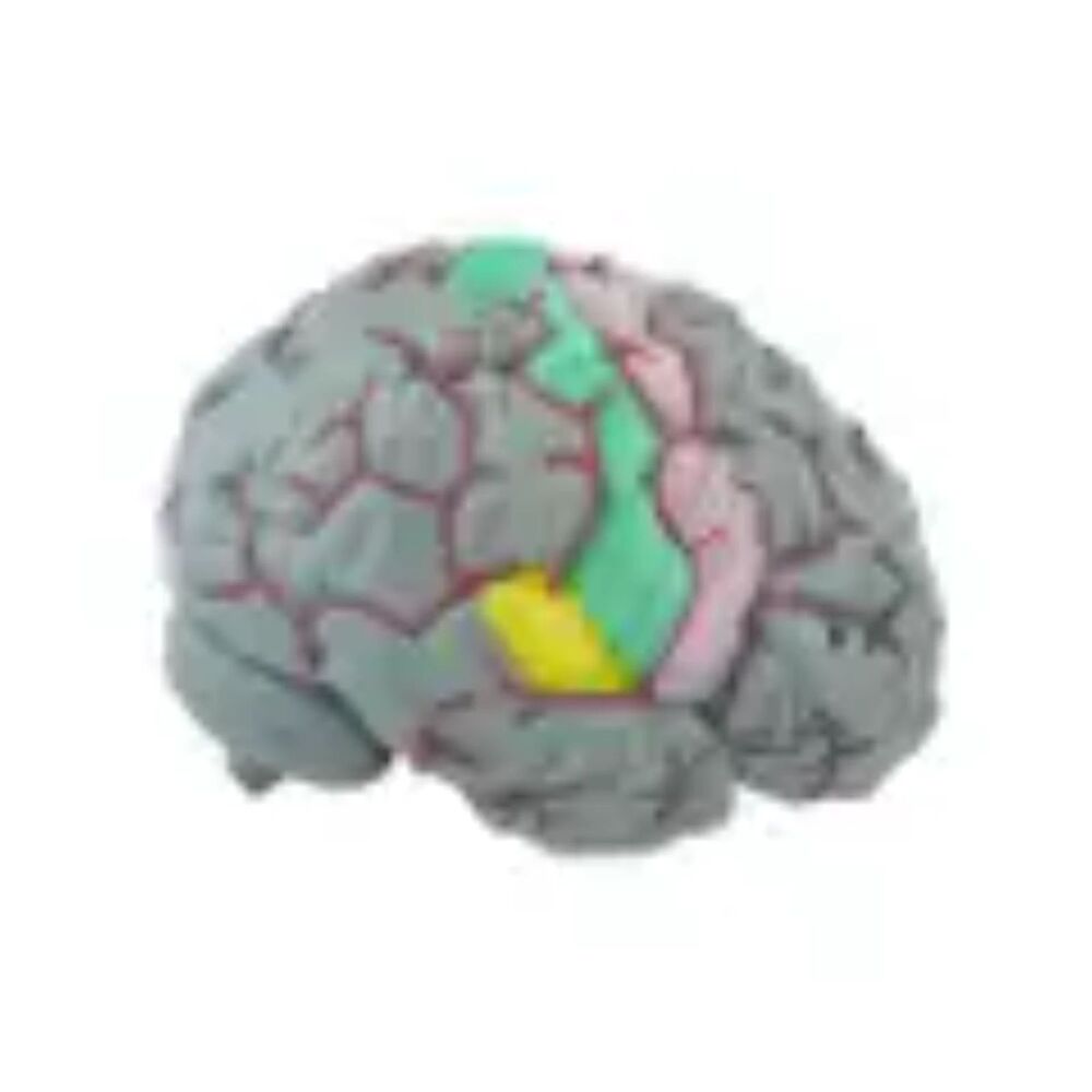 Life Size Human Brain Model - Medical Teaching (w/ 4 sections) EUC - Picture 3 of 10